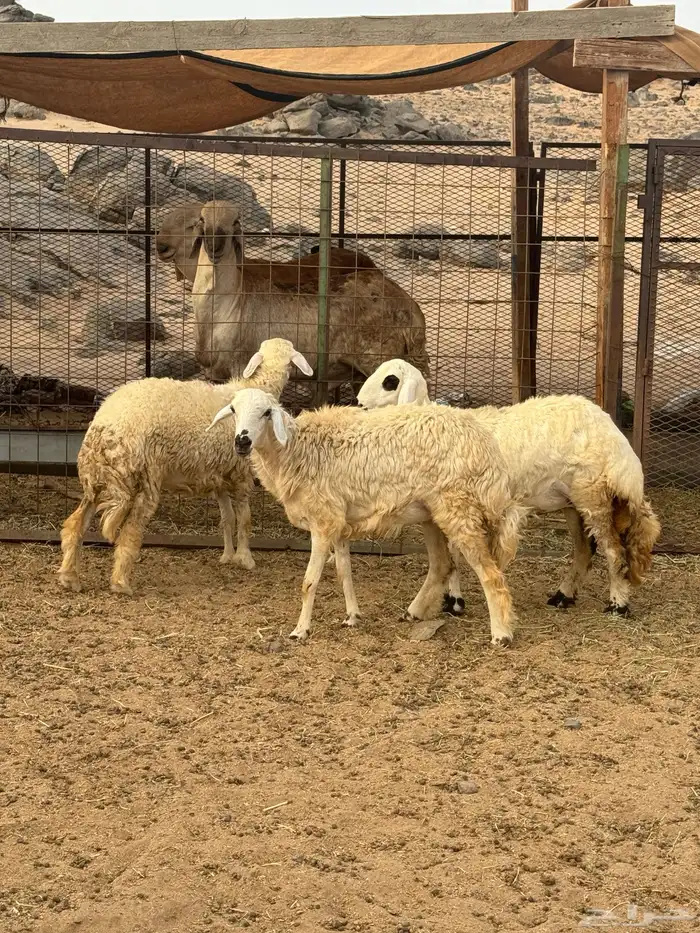 رخال حريات 2