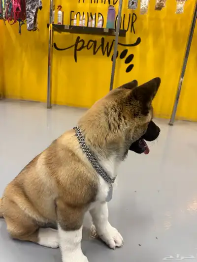 كلب American Akita index