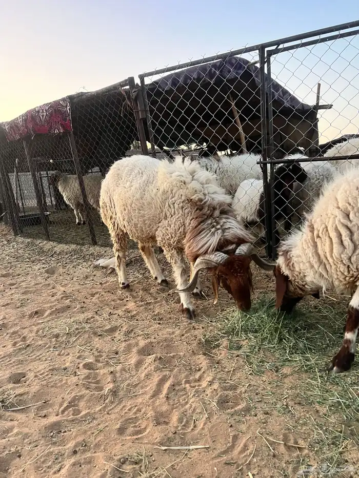 خروف نعيم فحل ثني 3