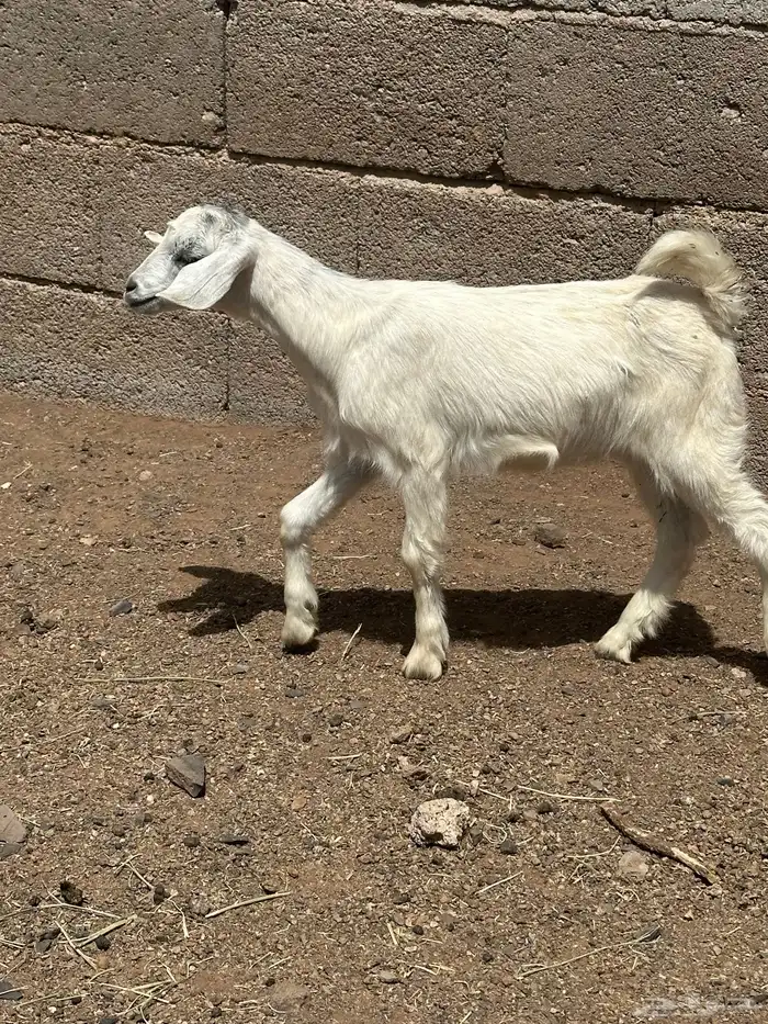 عناقين ترضع 0