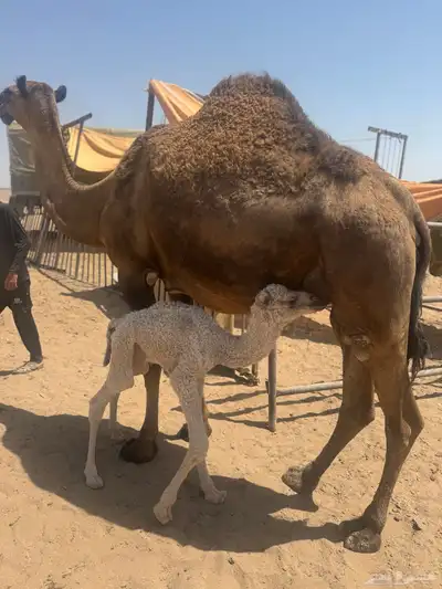 ناقه صفراءثنو هديه وتحتها بكره مصغر 0