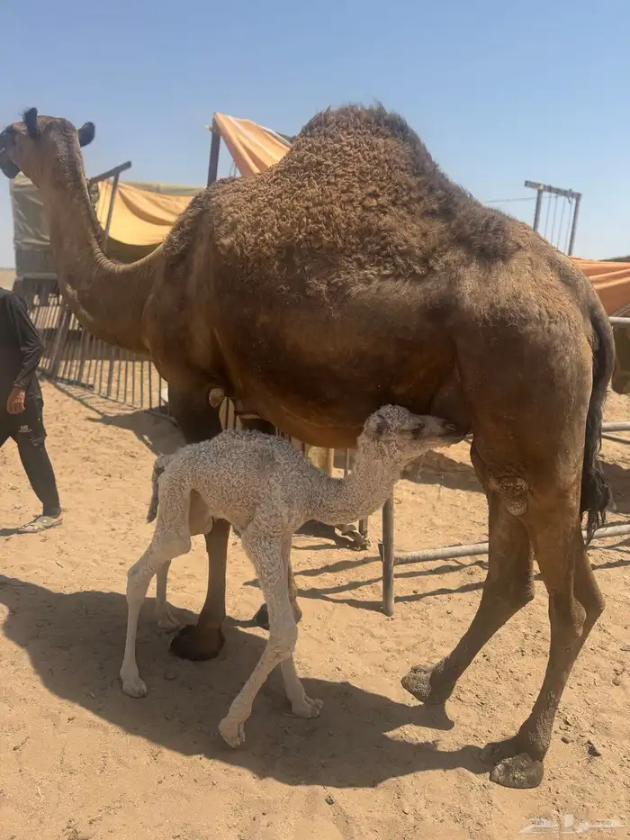 ناقه صفراءثنو هديه وتحتها بكره مصغر 0