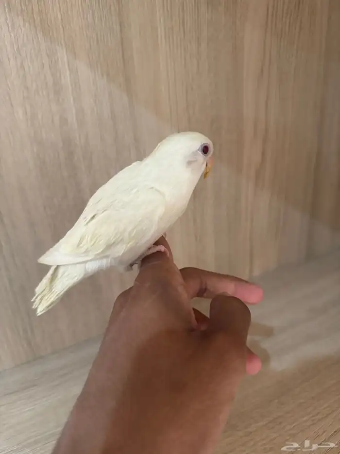 روز اليف 2