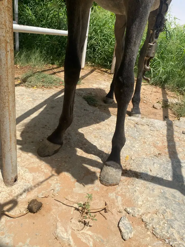 مهره شعبيه العمر سنه ونص للبيع التواصل واتس فقط 1