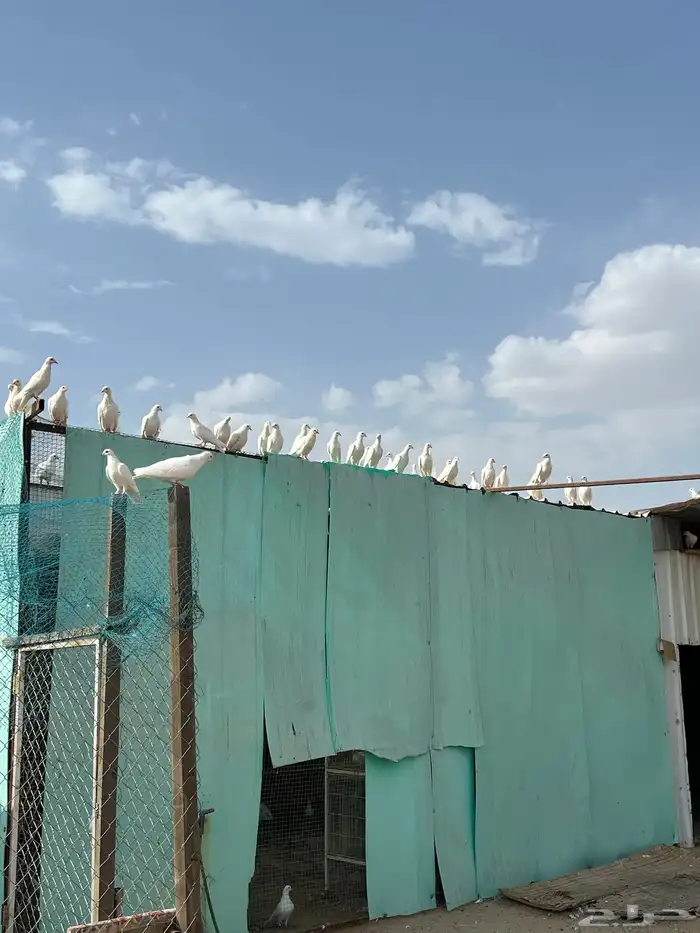 حمام فرنسي 1