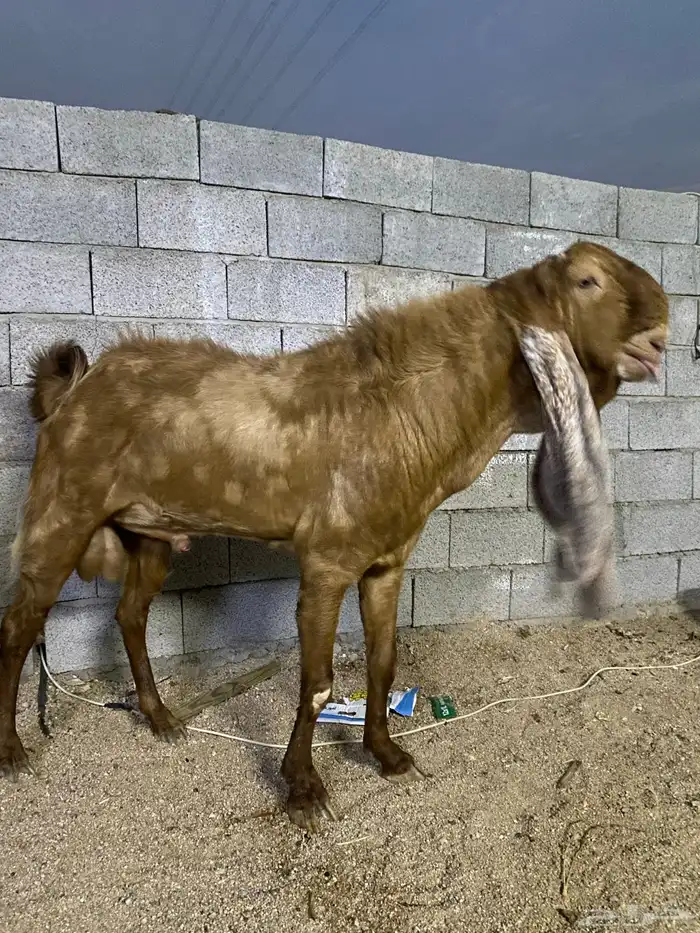 تيس حجازي كاموري 1