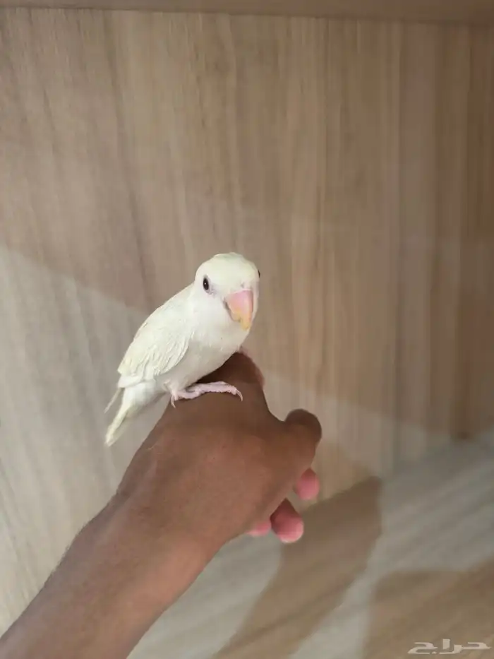 روز اليف 1