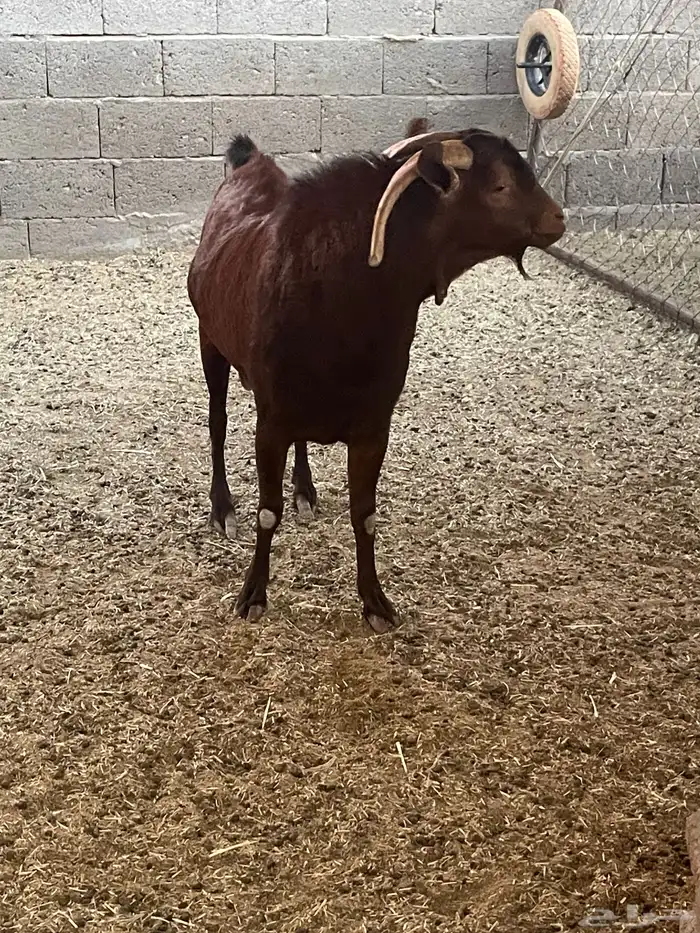 للبيع تيس رباع صنف ادهم 5