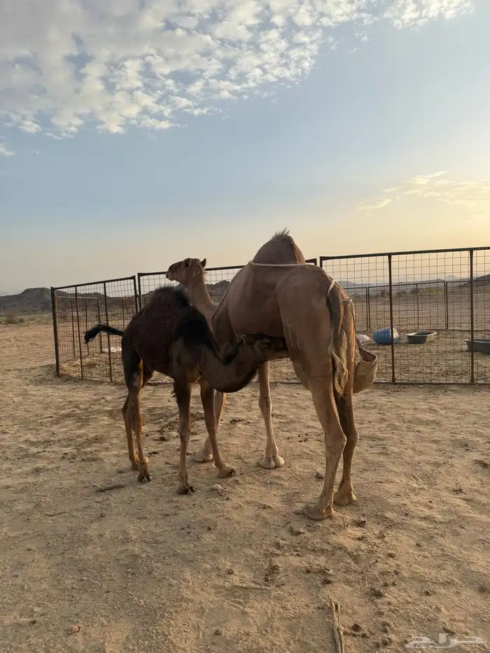 ناقة خلفة للبيع 0