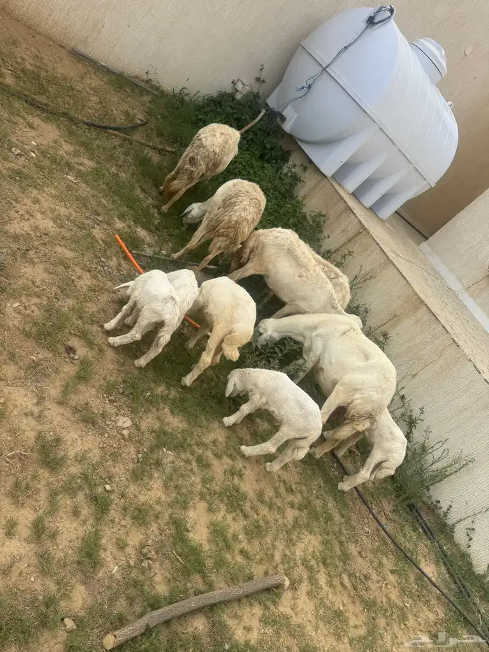 ضان ولد 2