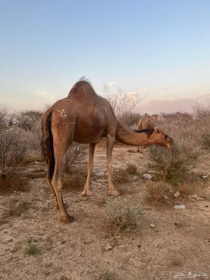 ناقه حمرا دهماء 9