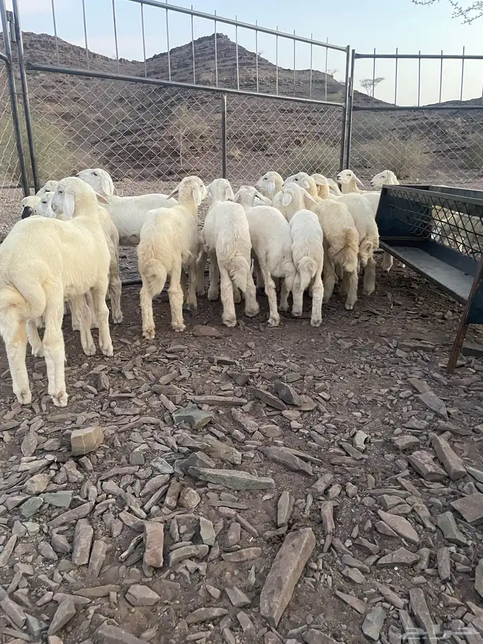 طليان 21ماشاء الله تبارك الرحمن 15