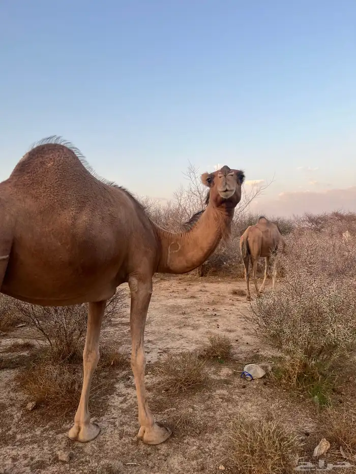 ناقه حمرا دهماء 0