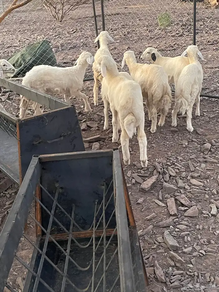 طليان 21ماشاء الله تبارك الرحمن 14