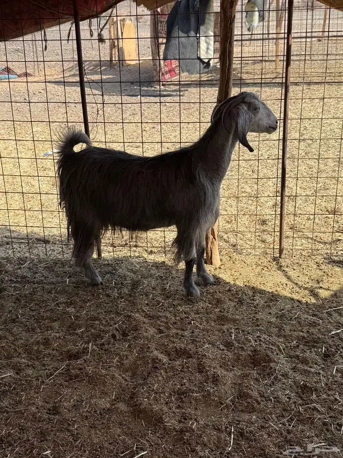 للبيع معزا مراح طيبه جروم 0
