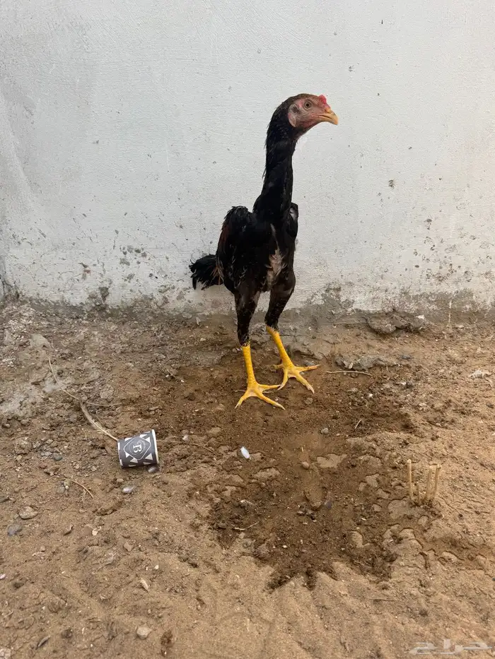 دجاج شامو ياباني 8