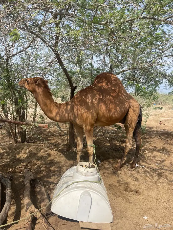 بعير فحل عتودي 3