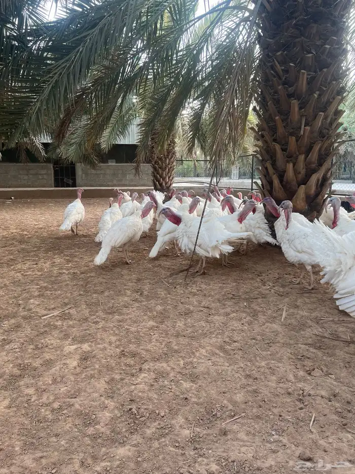 ديوك رومي احجام جامبو 1