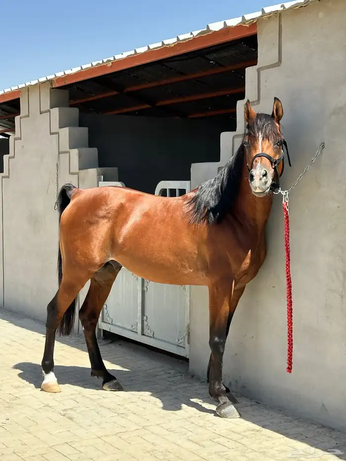 خيل 0
