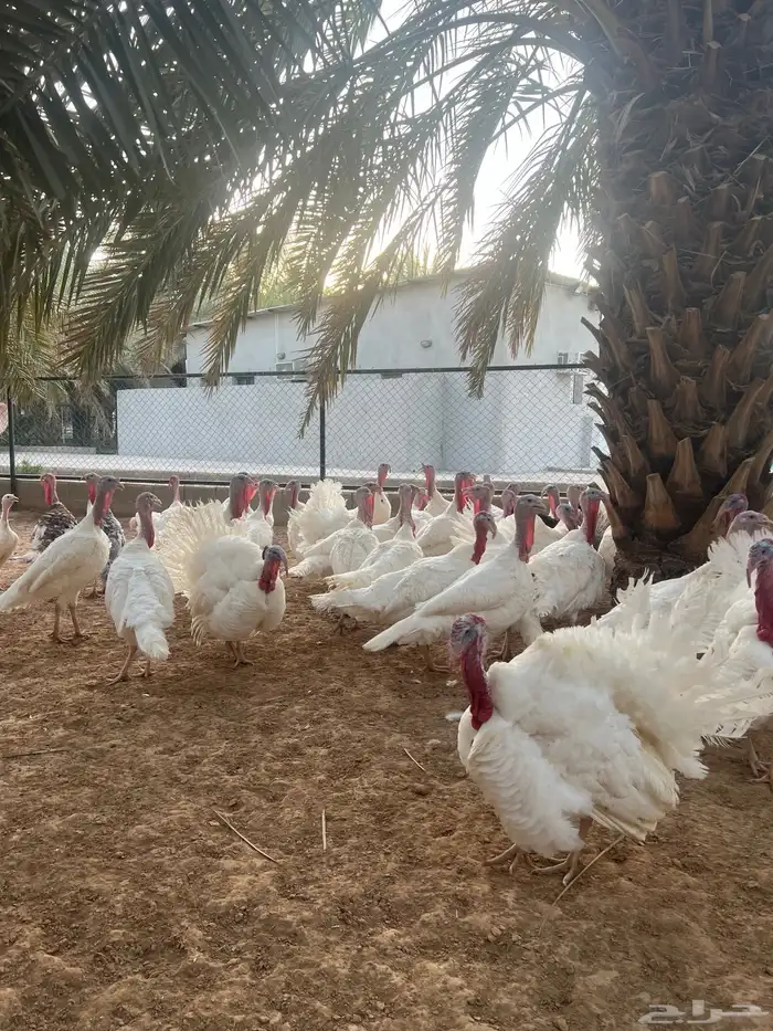 ديوك رومي احجام جامبو 2