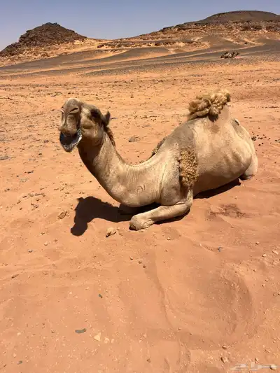 جمل اشعل طيب index