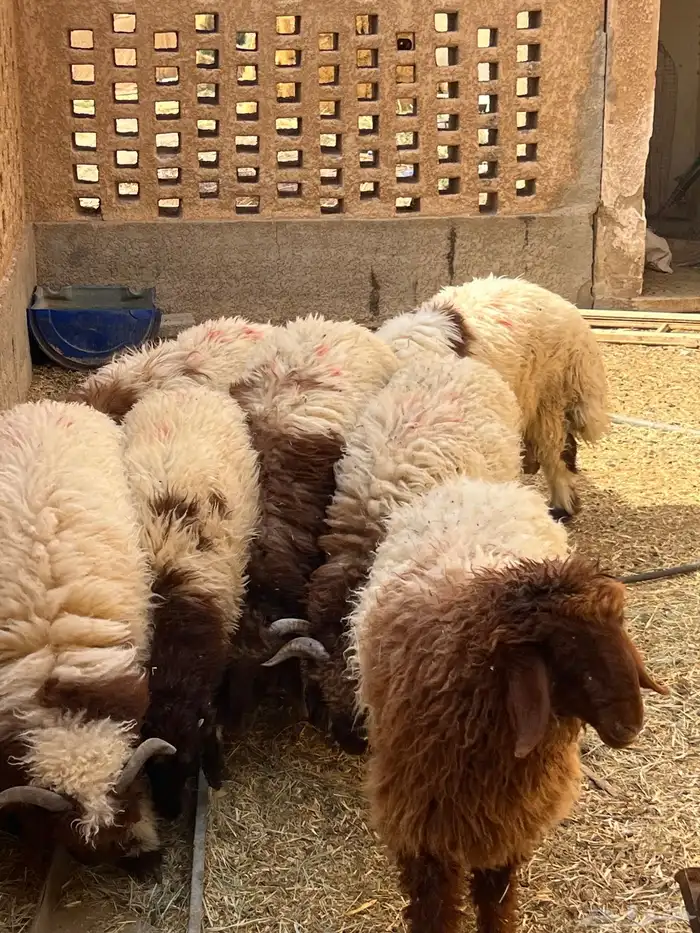 طليان نعيم 0