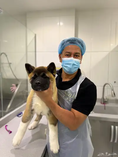 كلب American Akita index
