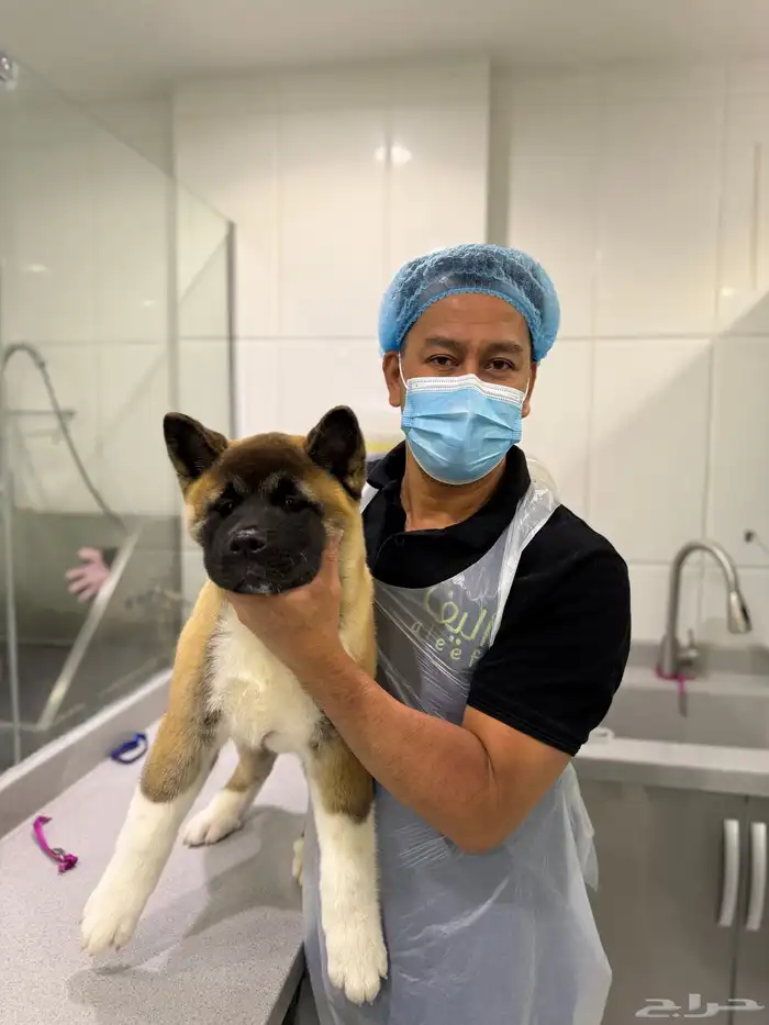 كلب American Akita 5