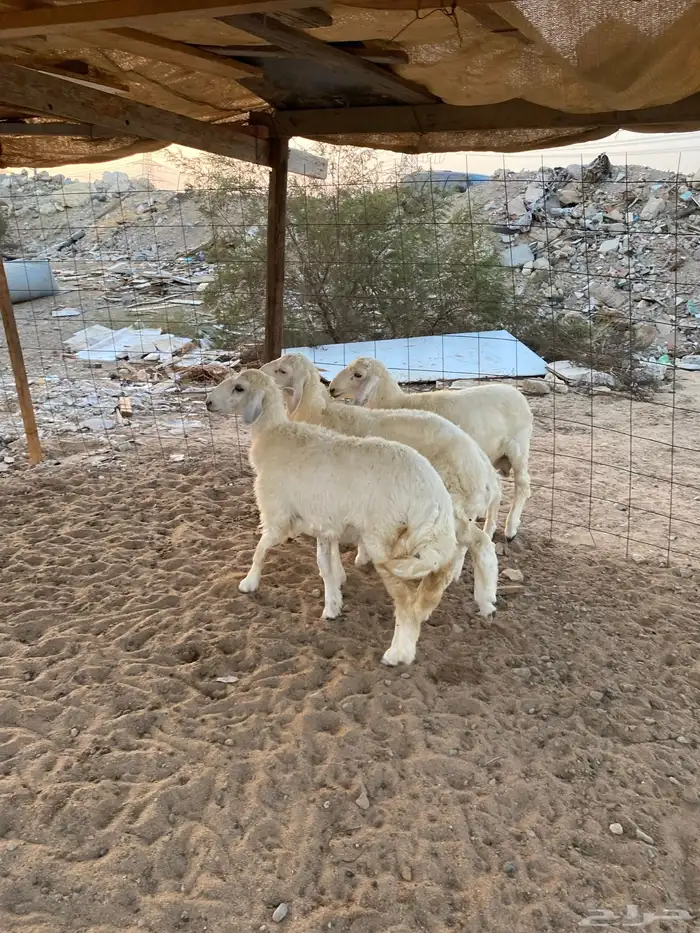 للبيع 4 طليان حريه ذبايح جمله وتفريد 1