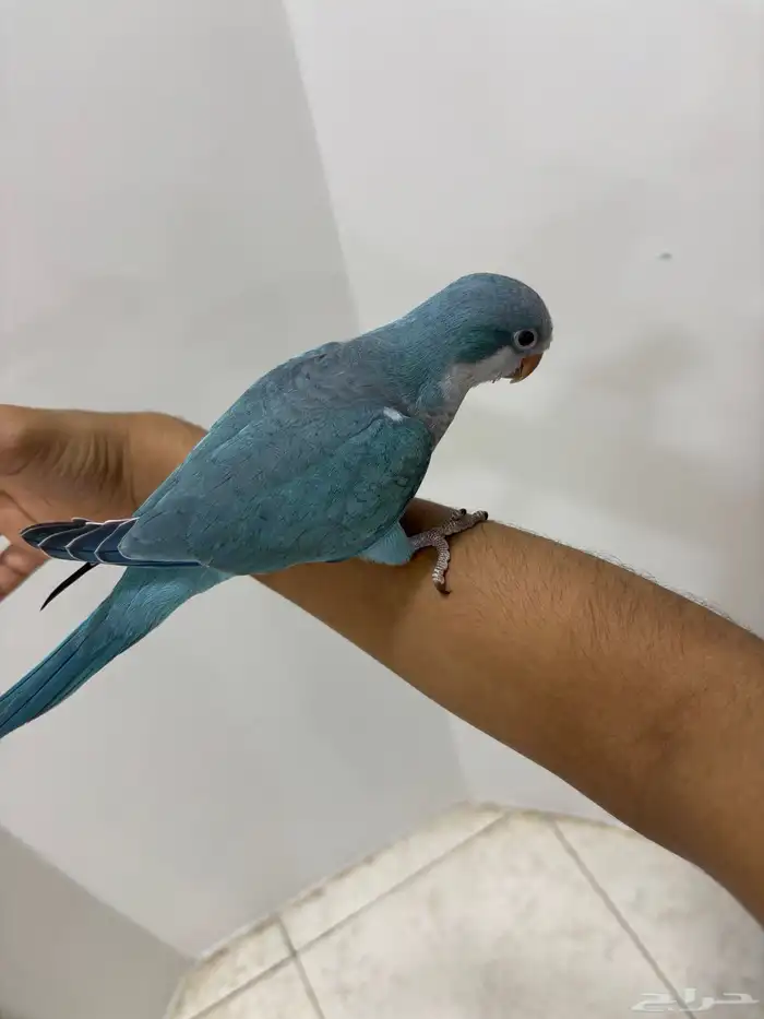 طائر كويكر لون ازرق 2