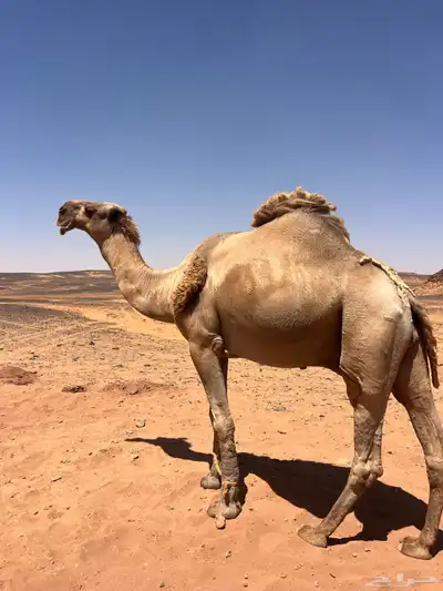 جمل اشعل طيب index