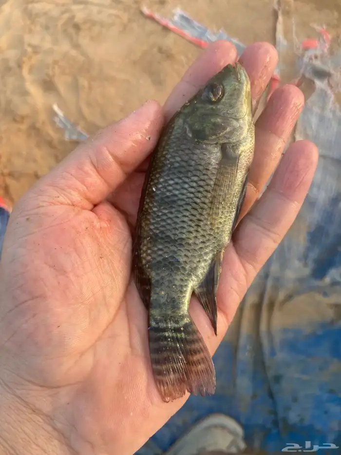 امهات وذكور سمك بلطي حي 1