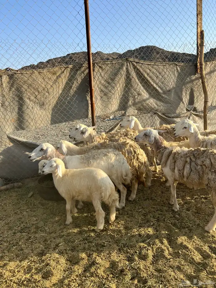 ضان مراح واحد مولده 3