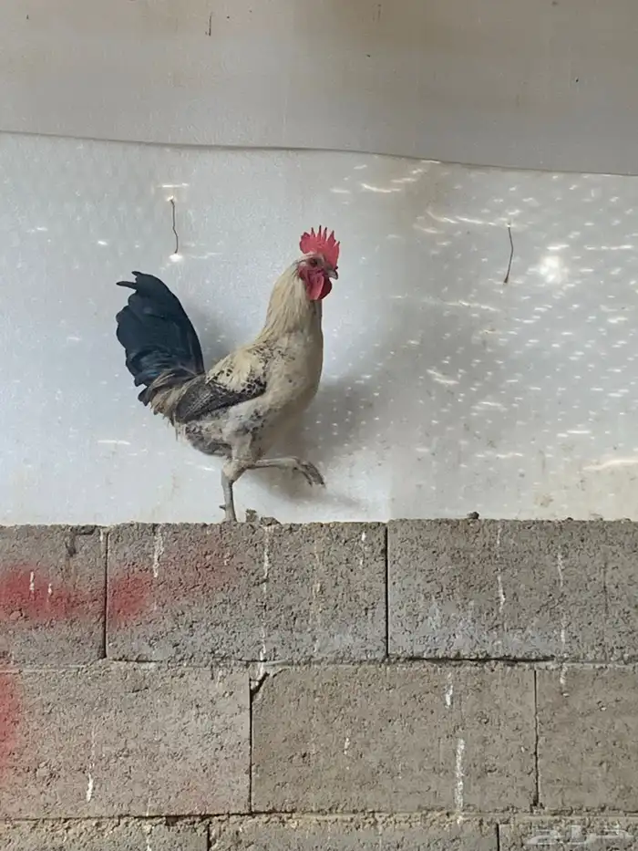 ديكه فيومي تفريد ثلاثه فقط 0