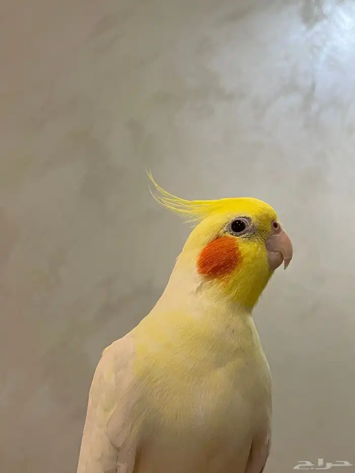 للبيع ذكر كروان لاتينو متكلم اليف هدد مزاجي 2