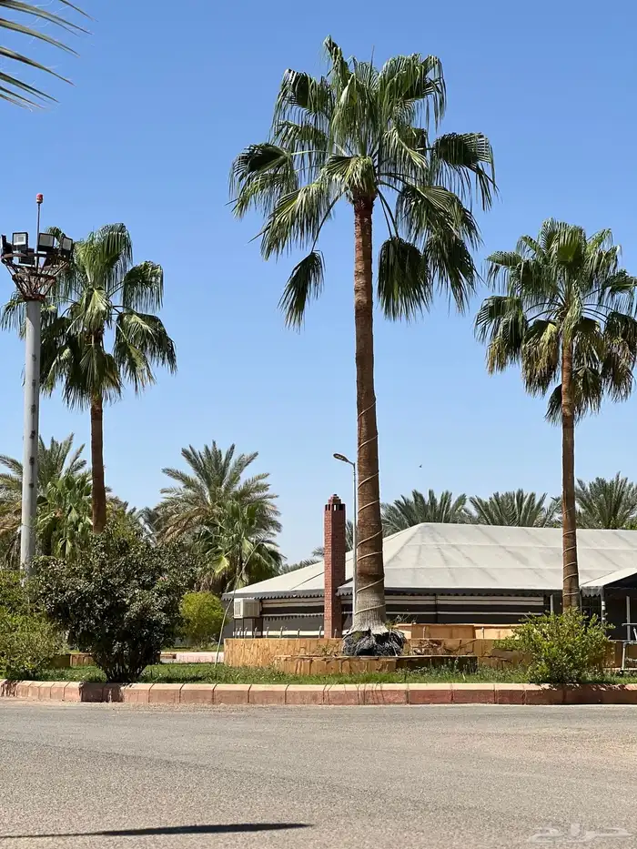 palm نخل 6