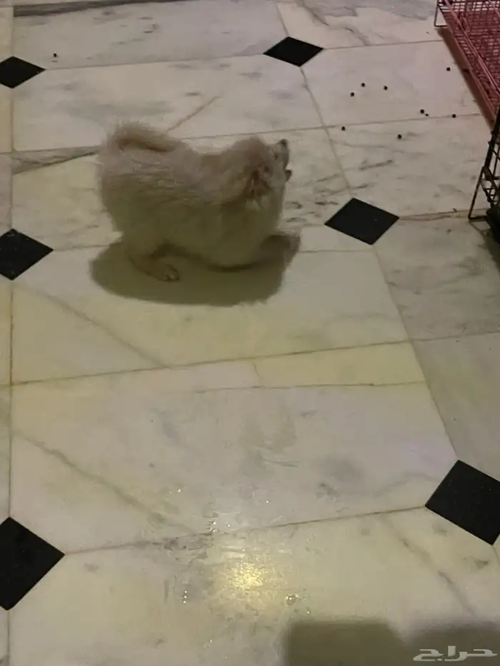 جرو بومرنيان 3