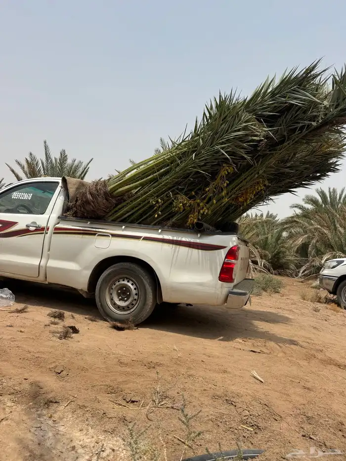 نخيل لبيع 9