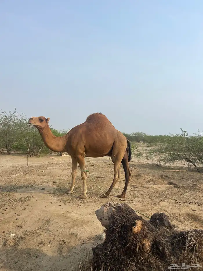 بعير فحل عتودي 0