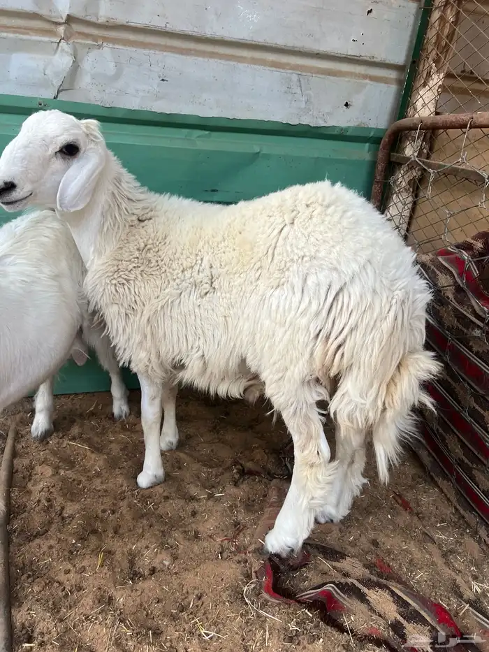 خاروف حري 5