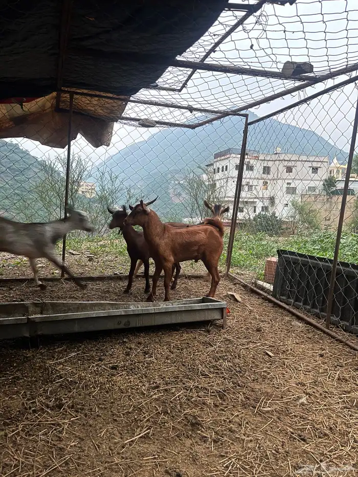 جذعان رجال المع تيوس ذبائح 2