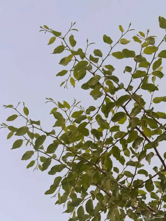 سدرة ام فيصل اقطف ورق السدر بكل الحب 0