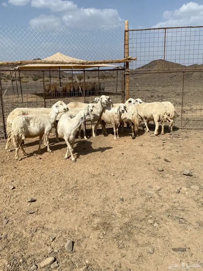 ضان حريات مضاريع ودفيع 8