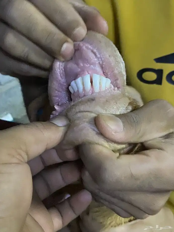 تيس حجازي كاموري 3