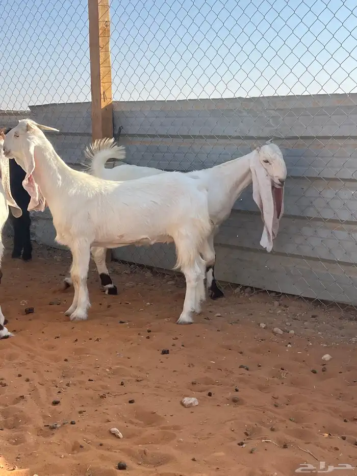 9 جفار مراح فواخر 5