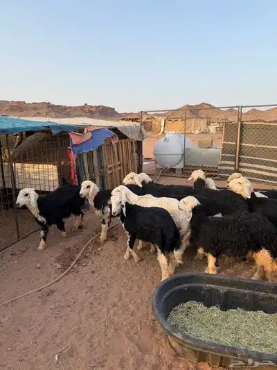 طليان و رخال index