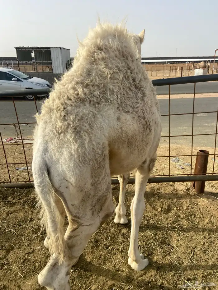 بكره كفو علي الحليب والبرسيم 4