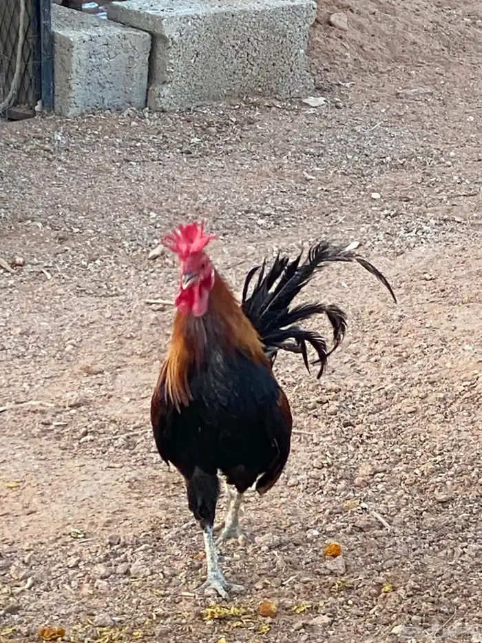 للبيع ديك 2