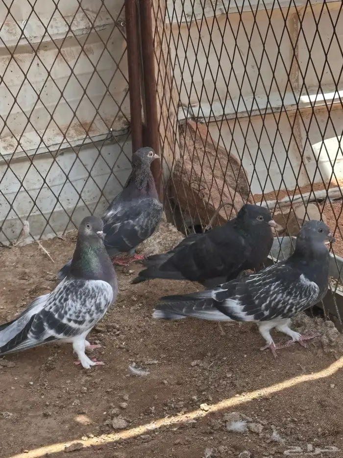 حمام 0