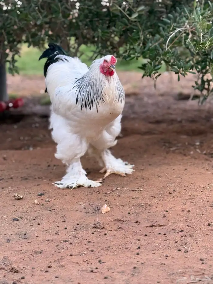 بيض براهما كولمبي كونك 6